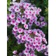 Phlox paniculata ‘Early Blush Pop’ - Bugás Lángvirág
