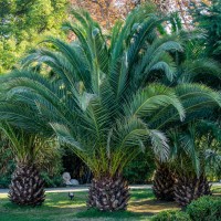 Mediterrán növények