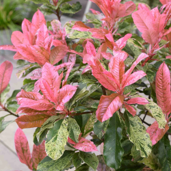 Photinia Pink Crispy - Márványmintás tarka levelű korallberkenye