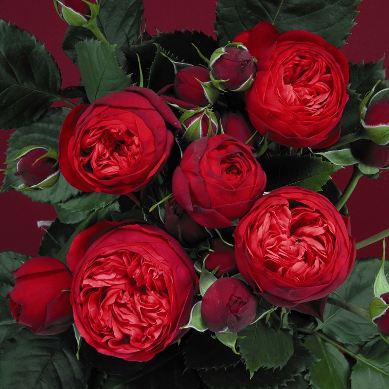 Piano teahibrid rózsa