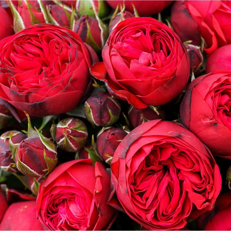 Piano teahibrid rózsa