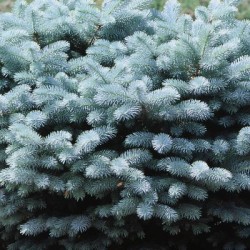 Picea pungens 'Glauca Globosa' – Törpe gömb ezüstfenyő