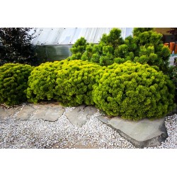 Pinus mugo ‘Wintergold’ - Aranysárga havasi törpefenyő