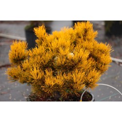 Pinus mugo ‘Wintergold’ - Aranysárga havasi törpefenyő