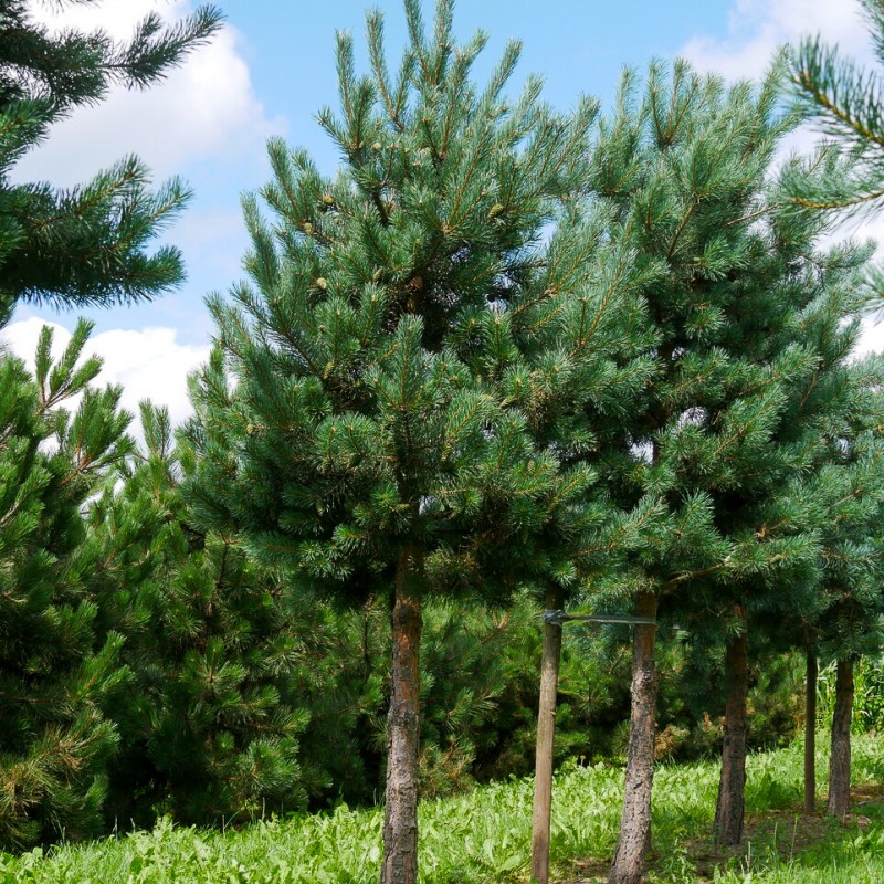  Erdei fenyő40-50cm (Pinus Sylvestris)