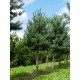  Erdei fenyő40-50cm (Pinus Sylvestris)