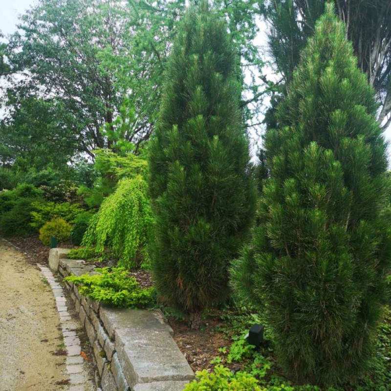 Pinus nigra ‘Green Tower’ - Oszlopos feketefenyő