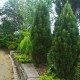 Pinus nigra ‘Green Tower’ - Oszlopos feketefenyő