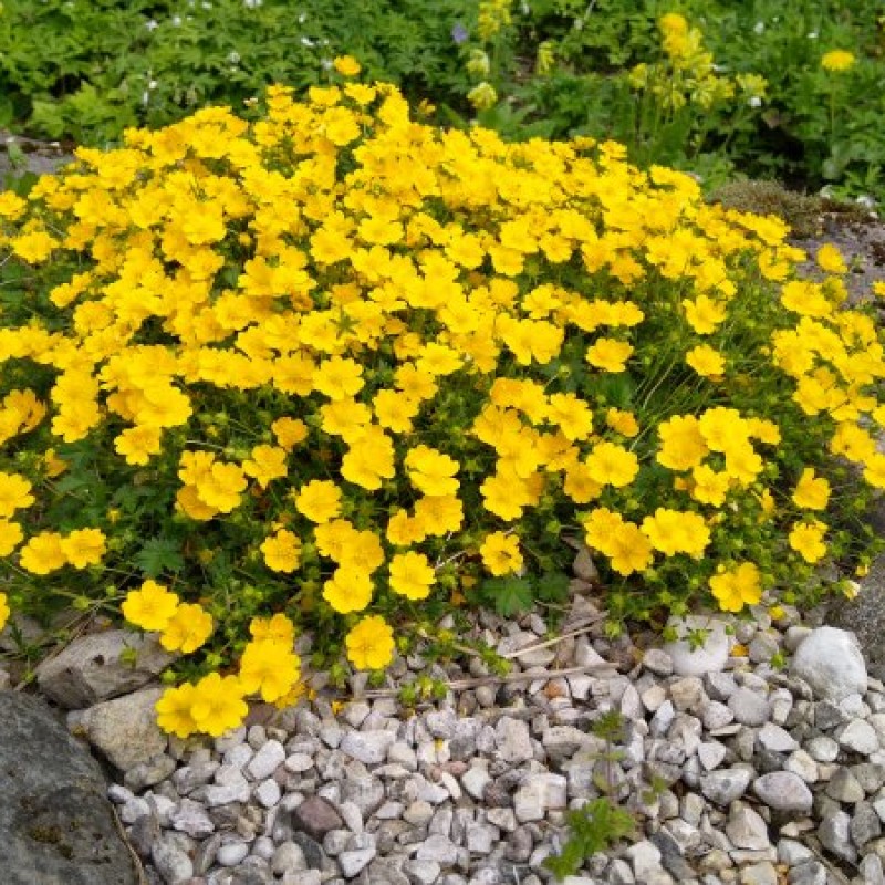 Potentilla crantzii ‘Goldrausch’ - Havasi pimpó