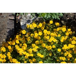 Potentilla crantzii ‘Goldrausch’ - Havasi pimpó