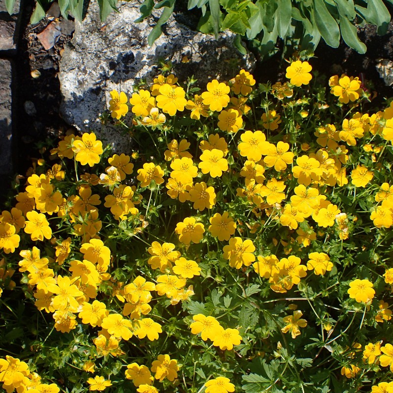 Potentilla crantzii ‘Goldrausch’ - Havasi pimpó