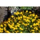 Potentilla crantzii ‘Goldrausch’ - Havasi pimpó