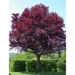 Vérszilva - Prunus cerasifera 'Woodii'