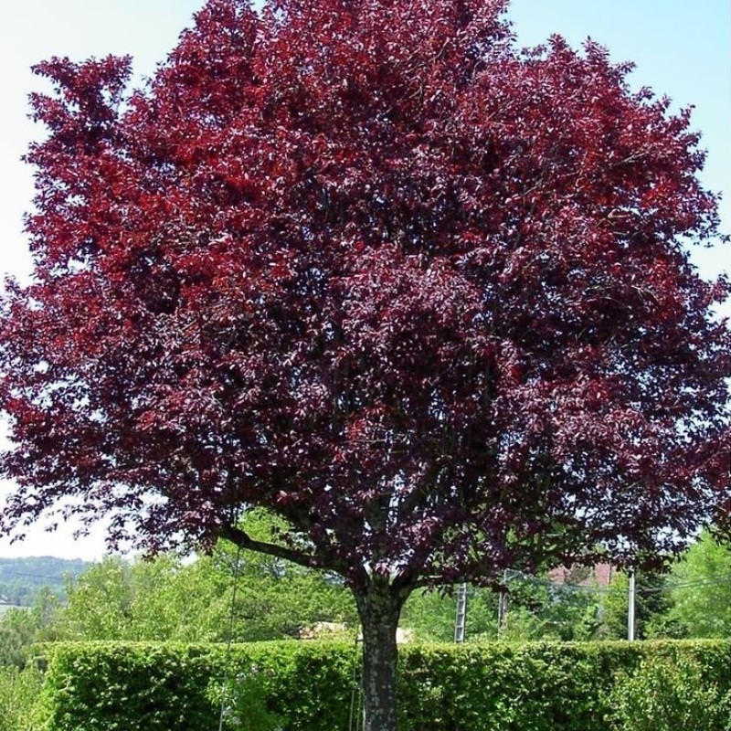Vérszilva - Prunus cerasifera 'Woodii'