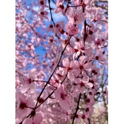 Vérszilva - Prunus cerasifera 'Woodii'