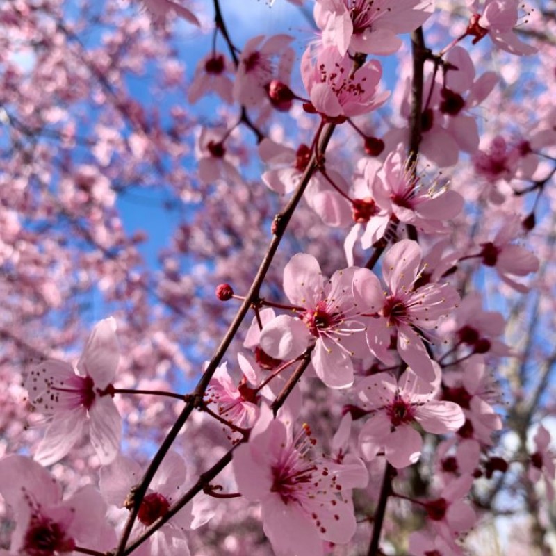 Vérszilva - Prunus cerasifera 'Woodii'