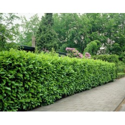 Prunus laurocerasus 'Novita' 20db Csomag - Babérmeggy 