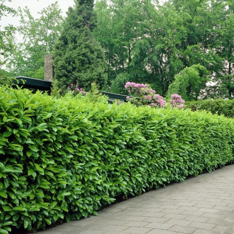 Prunus laurocerasus 'Novita' 20db Csomag - Babérmeggy 