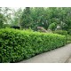 Prunus laurocerasus 'Novita' 20db Csomag - Babérmeggy 