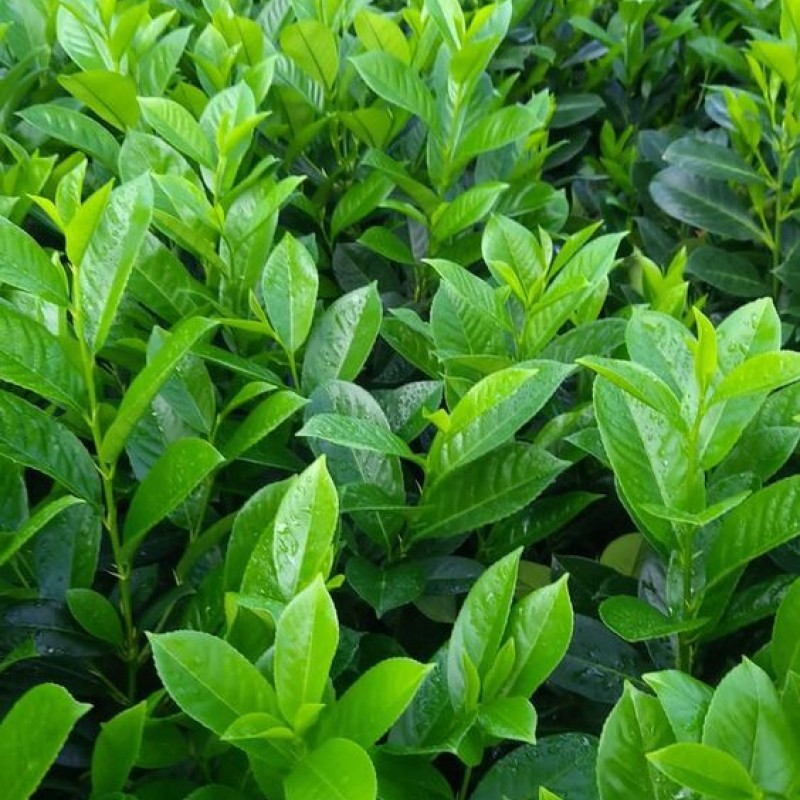 Prunus laurocerasus 'Novita' 20db Csomag - Babérmeggy 
