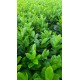 Prunus laurocerasus 'Novita' 20db Csomag - Babérmeggy 