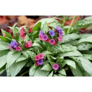Pulmonaria 'Silver Bouquet' – Ezüstös levelű tüdőfű