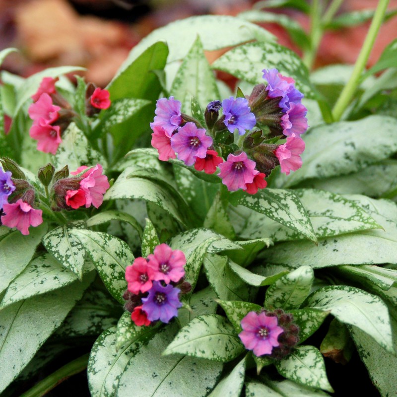 Pulmonaria 'Silver Bouquet' – Ezüstös levelű tüdőfű