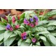 Pulmonaria 'Silver Bouquet' – Ezüstös levelű tüdőfű