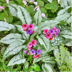 Pulmonaria 'Silver Bouquet' – Ezüstös levelű tüdőfű