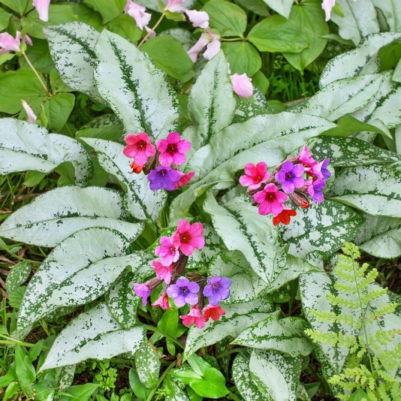 Pulmonaria 'Silver Bouquet' – Ezüstös levelű tüdőfű