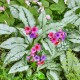 Pulmonaria 'Silver Bouquet' – Ezüstös levelű tüdőfű