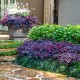 Loropetalum chinense 'Fire Dance' - Kínai rojtosvirág