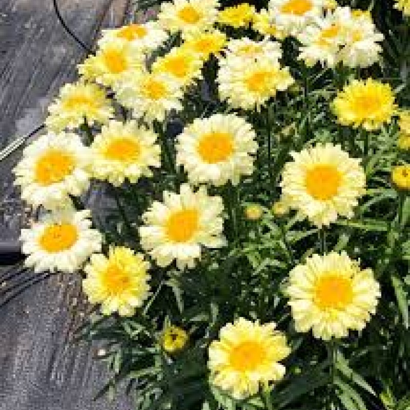 Leucanthemum x superbum ‘Real Dream’ - Hegyi margaréta