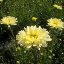 Leucanthemum x superbum ‘Real Dream’ - Hegyi margaréta