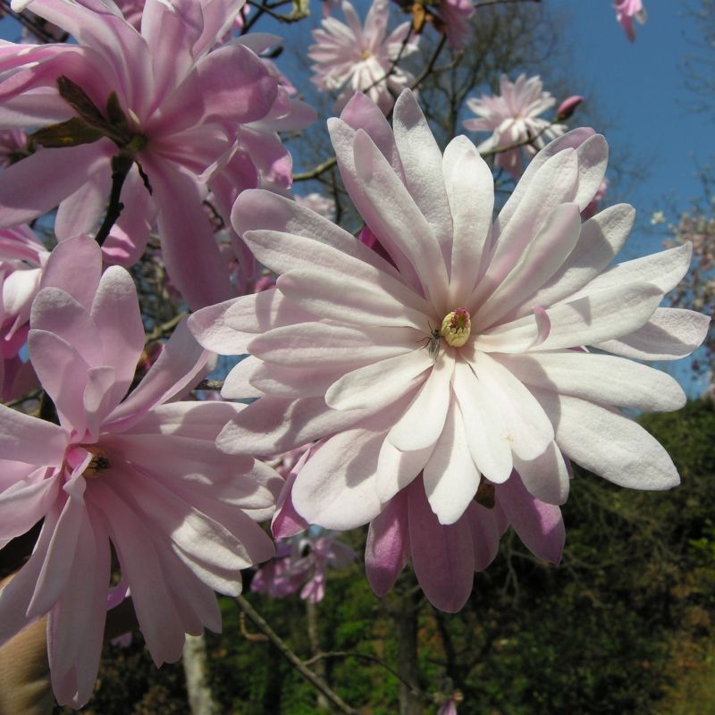 Magnolia stellata 'Rosea' – Csillagvirágú liliomfa
