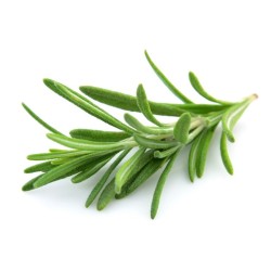 Rosmarinus officinalis - Rozmaring