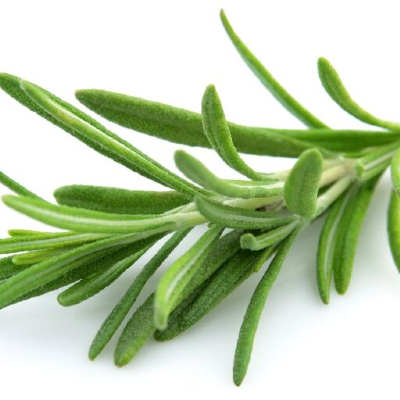 Rosmarinus officinalis - Rozmaring