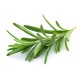 Rosmarinus officinalis - Rozmaring