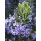 Rosmarinus officinalis - Rozmaring