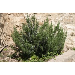 Rosmarinus officinalis - Rozmaring