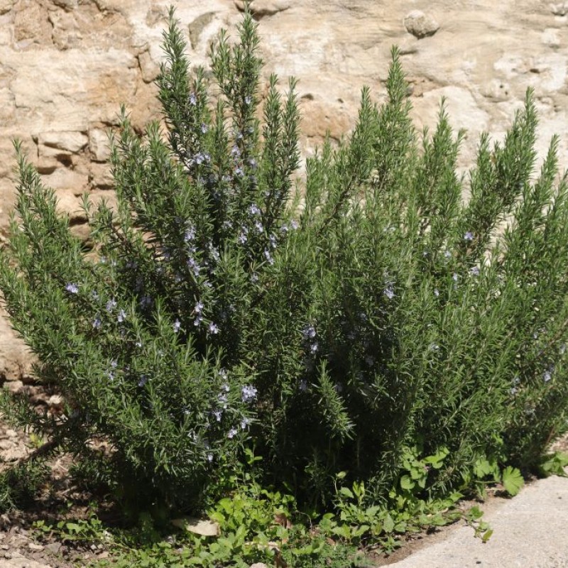 Rosmarinus officinalis - Rozmaring