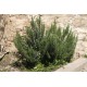 Rosmarinus officinalis - Rozmaring