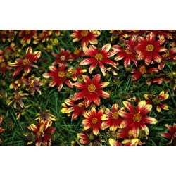 Coreopsis verticillata ‘Route 66’ - Keskenylevelű Menyecskeszem