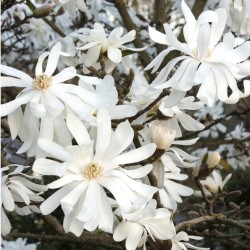 Magnolia stellata 'Royal Star' - Fehér csillagvirágú liliomfa
