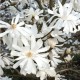 Magnolia stellata 'Royal Star' - Fehér csillagvirágú liliomfa