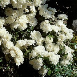 Törpe ágyásrózsa - Rosa 'Sea Foam'