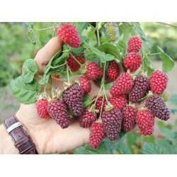 Rubus Tayberry - Málna-Szeder hibrid 