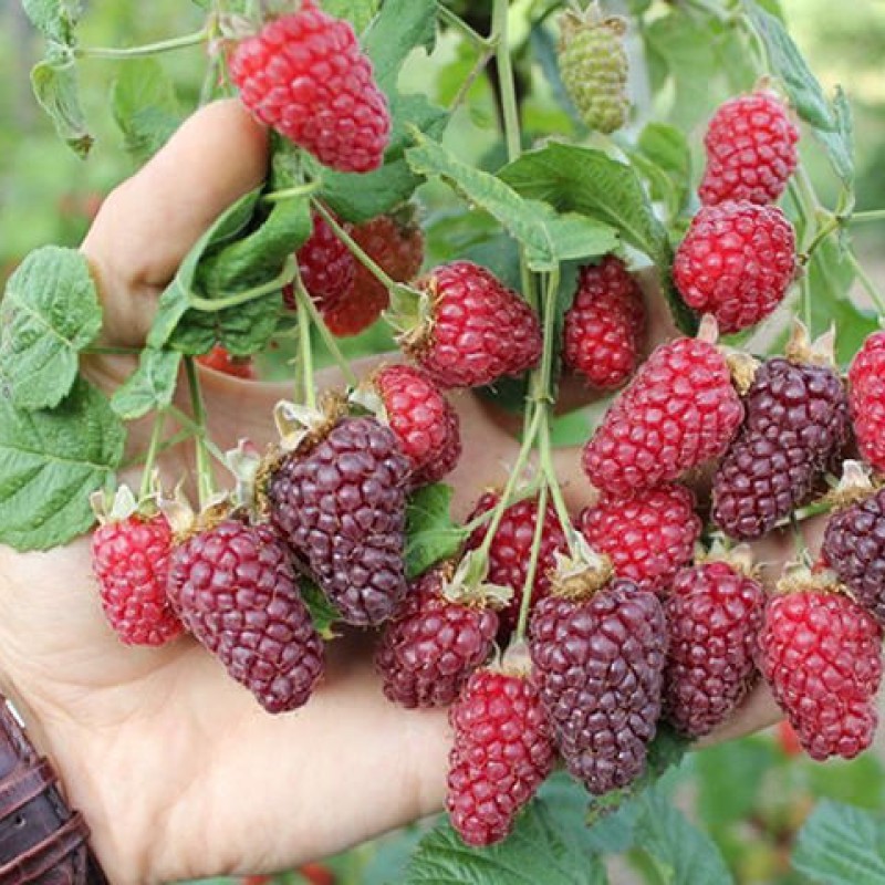 Rubus Tayberry - Málna-Szeder hibrid 