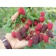 Rubus Tayberry - Málna-Szeder hibrid 