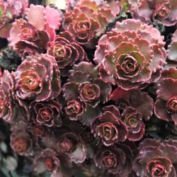 Sedum spurium ‘Ruby Mantle’ - Varjúháj